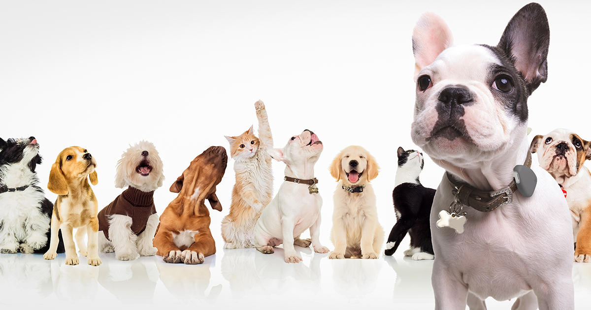 Pranic Healing em Pets?? Cura Prânica em Animais?